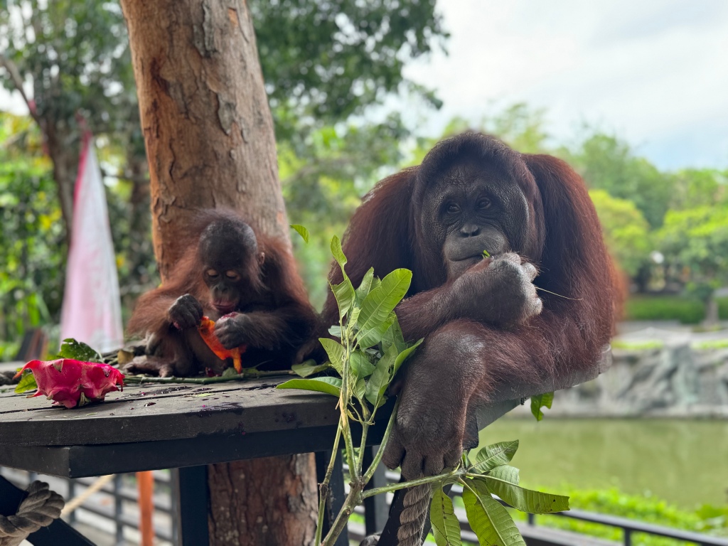 Experience A Family-Friendly Adventure at Bali Zoo