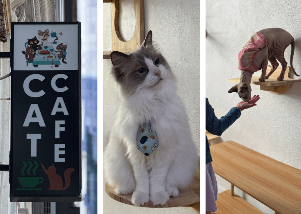 Relax and Unwind at Melbourne’s First Cat&nbsp;Café!