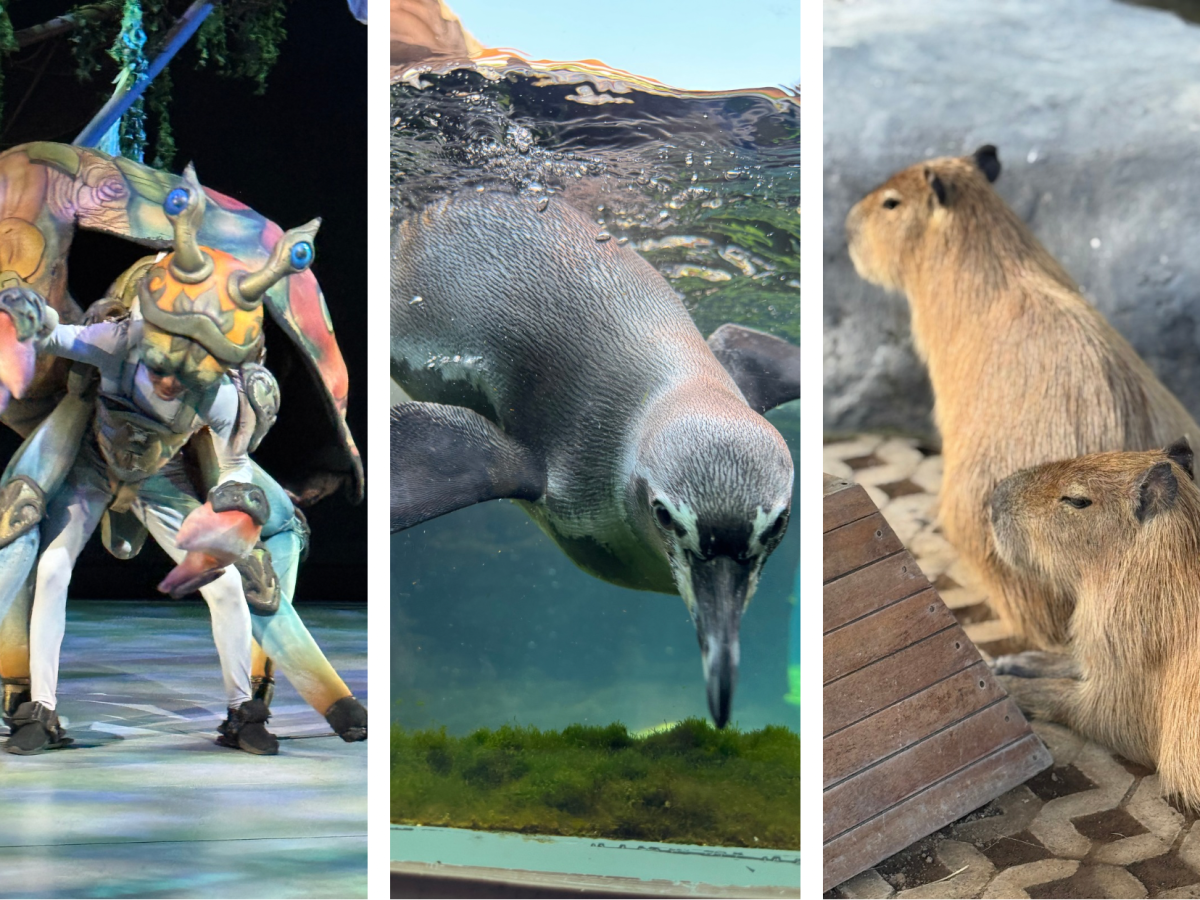 Bali Beyond the Beaches: An Immersive World of Ocean Magic &&nbsp;Wildlife