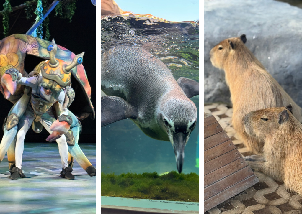 Bali Beyond the Beaches: An Immersive World of Ocean Magic &&nbsp;Wildlife